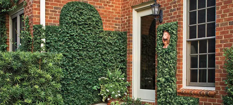 How to Get Creeping Fig to Attach to Wall