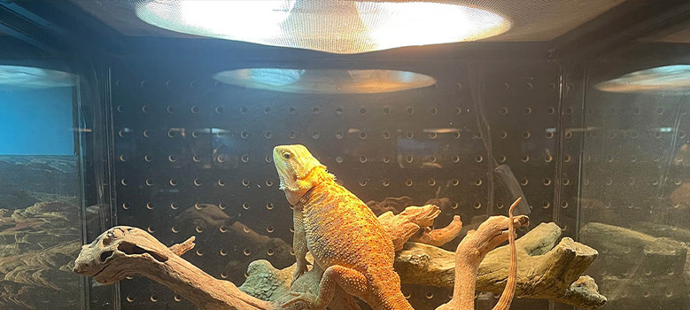 Is It Safe to Leave a Reptile Heat Lamp on All Day