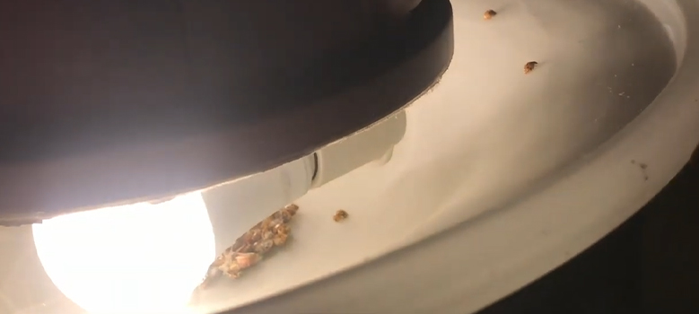 How Do Bugs Get Into Light Fixtures