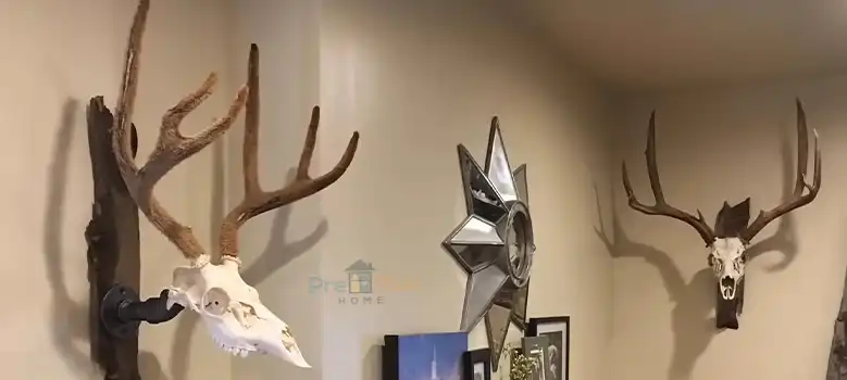 How to Hang a Deer Skull on The Wall