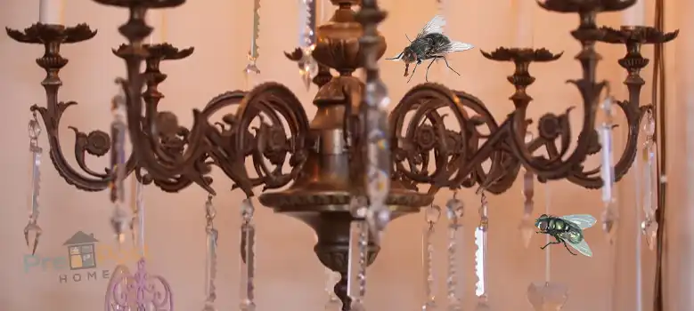 Why are Flies Attracted to Chandelier